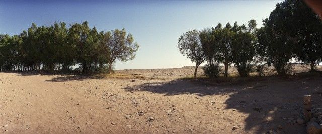 Arbres et route, Abou-Simbel, tirage chromogène, 127 cm x 215 cm.