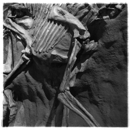 Diptyque 1, détail 1 (Le squelette), tirage argentique, 107 cm x 107 cm