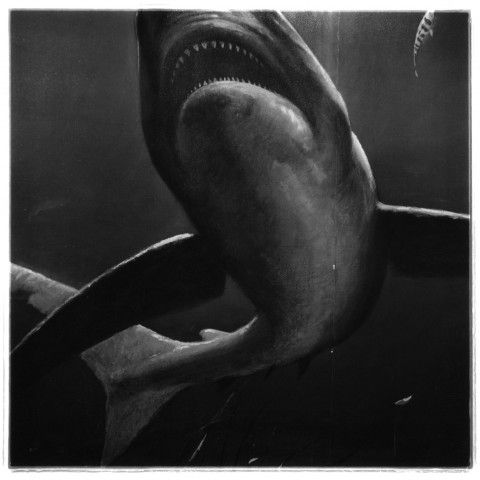 Diptyque 1, détail 2 (Le requin), tirage argentique, 107 cm x 107 cm