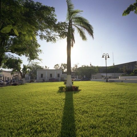 Triptyque 1, détail 1 (Parc vert), tirage chromogène, 76 cm x 76 cm