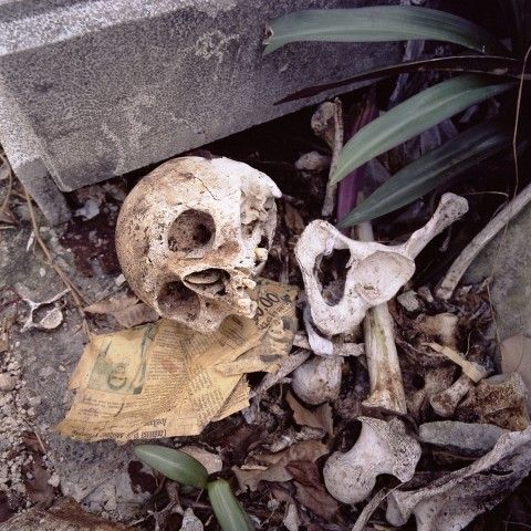 Polyptyque, détail 4 (Crâne), tirage chromogène, 76 cm x 76 cm