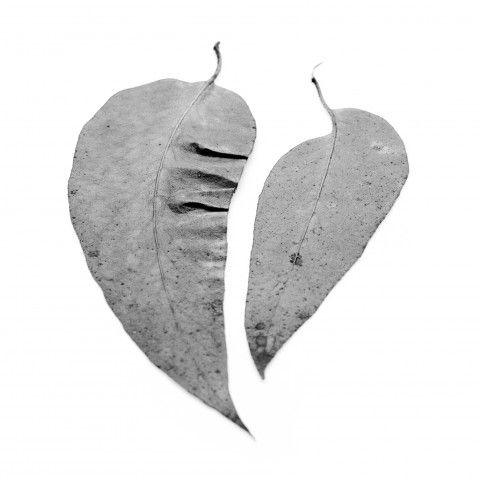 Diptyque 1, détail 1 (Deux feuilles), impression au jet d’encre, 107 cm x 107 cm