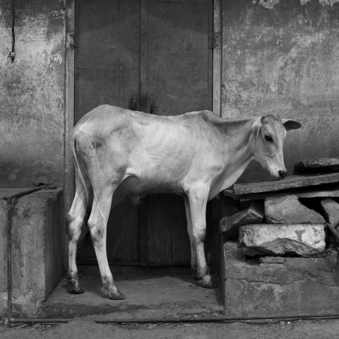 Diptyque 2, détail 1 (Jaipur jeune vache), impression au jet d’encre, 61 cm x 61 cm.