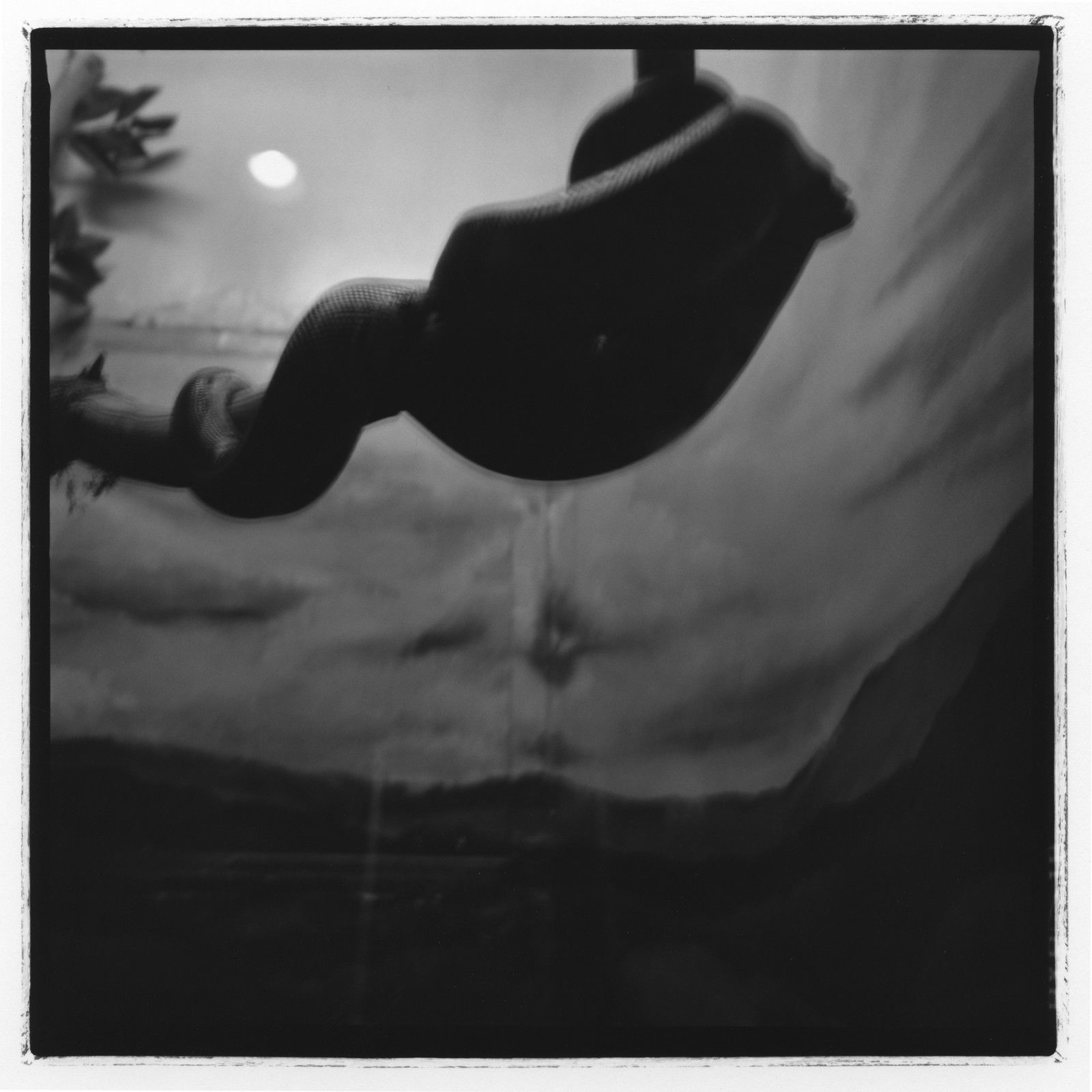 Triptyque 2, détail 2 (Le serpent), 76 cm x 76 cm.